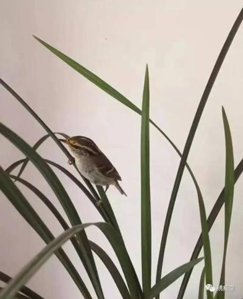 鱼鳞燕快速服笼法