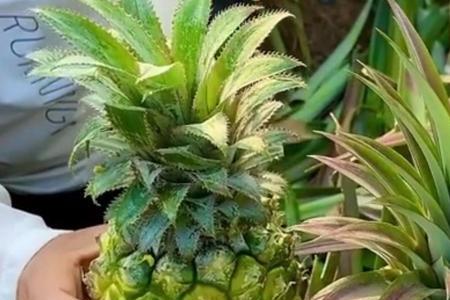 卖菠萝在广东话里面是什么意思