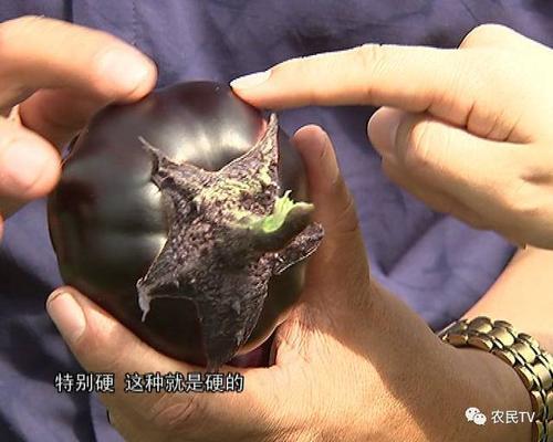 茄子涩口能吃吗