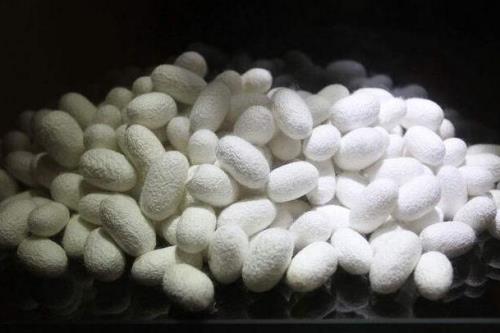 蚕茧可以存放多久