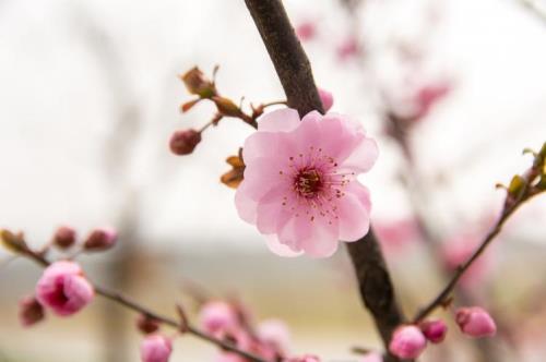 梅花同义词