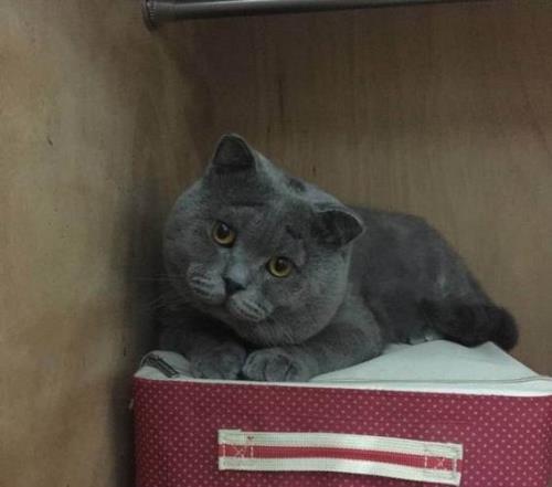 英短蓝猫晚上关笼子里会叫吗