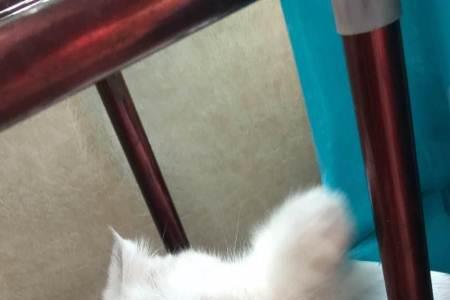 银渐层是短鼻猫吗