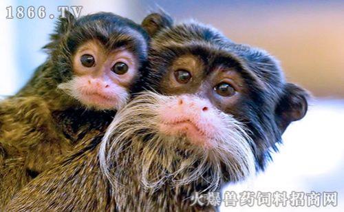 拇指猴我国个人可以养吗