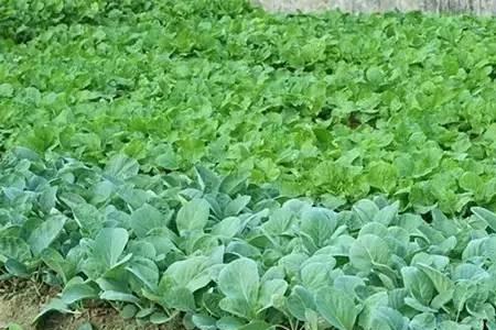 湖南下半年种植的蔬菜