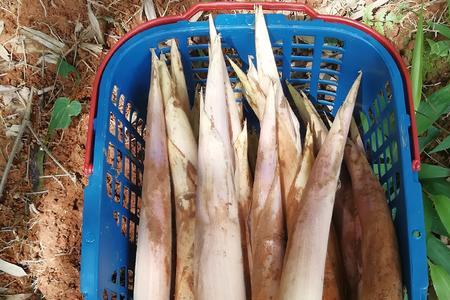 竹鞭笋什么时候可以挖