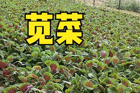 湖南9-10月播种蔬菜名单