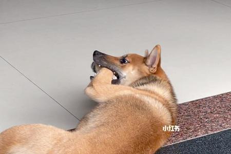 柴犬前后爪子是几个