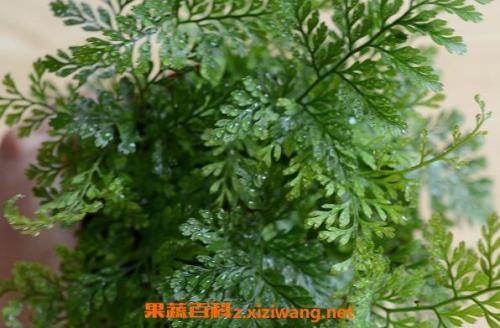 怎样把狼尾蕨种在吸水石上