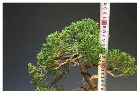 济州真柏黄叶干枯怎么回事