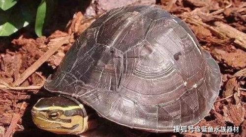 乌龟的内部构造分为哪些部分