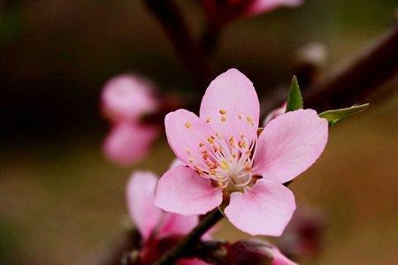 满树盛开的花儿仿写拟人句