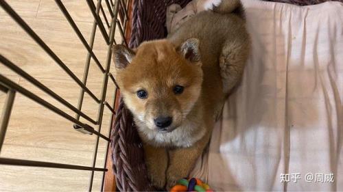 柴犬下巴几根胡须