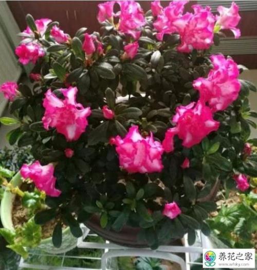 毛杜鹃用多大的盆