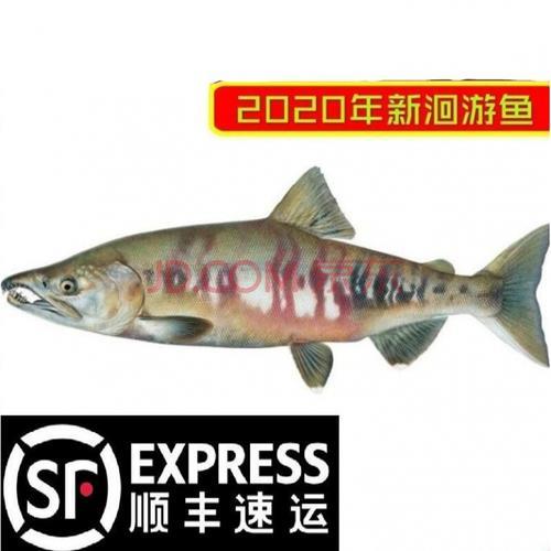 衫马鱼特性
