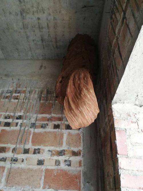 马蜂窝越来越大是什么原因