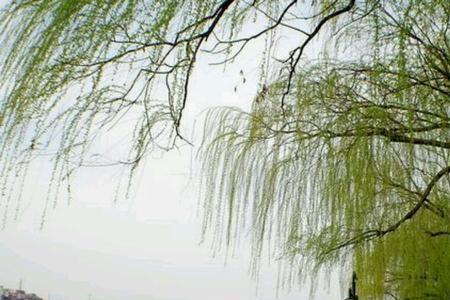 春回大地柳树发芽思念文案