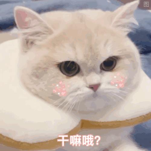 小红书怎么保存动图表情包