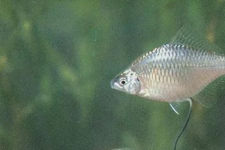 鳑鲏吃漂浮鱼食还是沉底鱼食