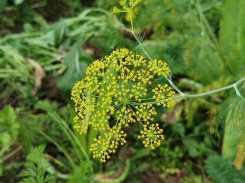 小茴香开花什么味道