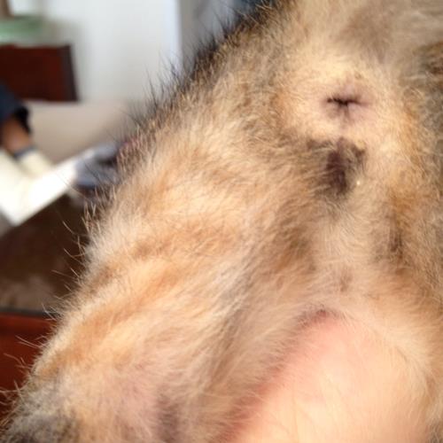 怎么看公猫是不是天生公公
