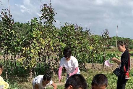 怎样区分田野公母