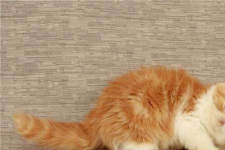 几岁的猫不能养
