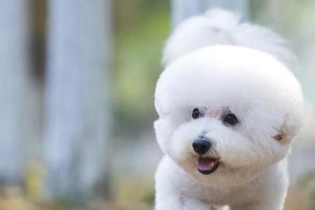 比熊幼犬怕热还是怕冷