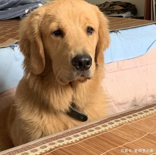 金毛为什么对陌生人都很亲近