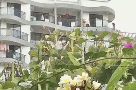 蛋黄果什么时候开花结果的