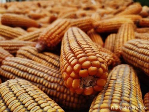 玉米上涨最佳时间