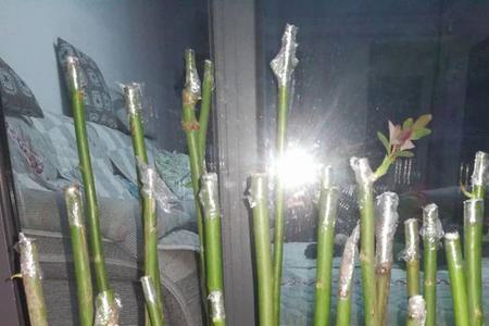 蔷薇杆采摘回来什么时候嫁接