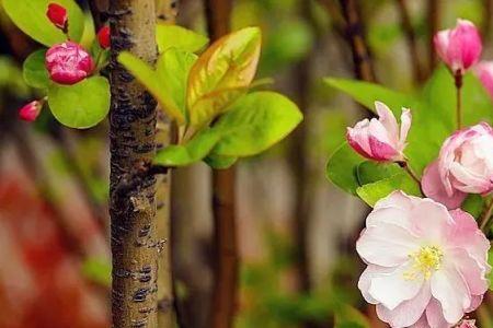 遍地生花什么意思