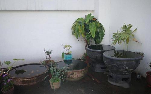 楼顶养鱼最简单方法