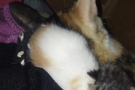 刚出生的小猫有多大