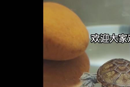 窄桥蛋龟孵化出壳是直接下水