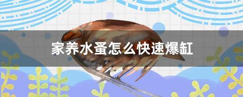 养鱼虫需要光照吗
