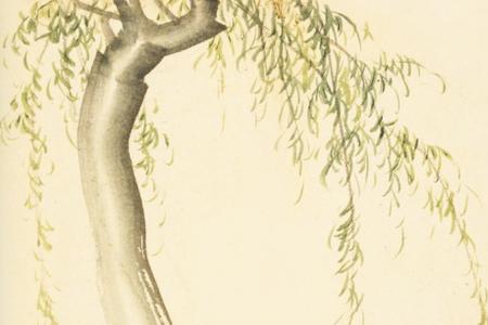 诗经楚辞中描写山林的词语