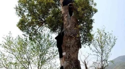 树没皮怎么补救