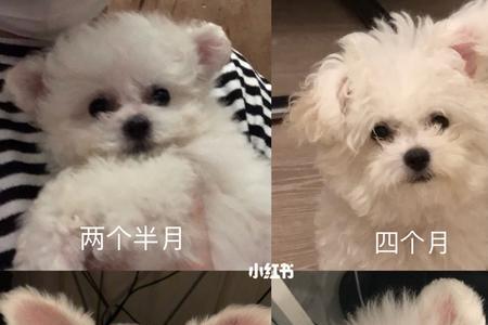 比熊耳朵特别长是不是不正宗