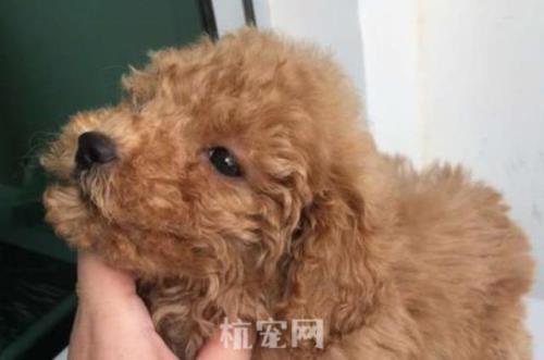 6个月份小泰迪标准体重是多少