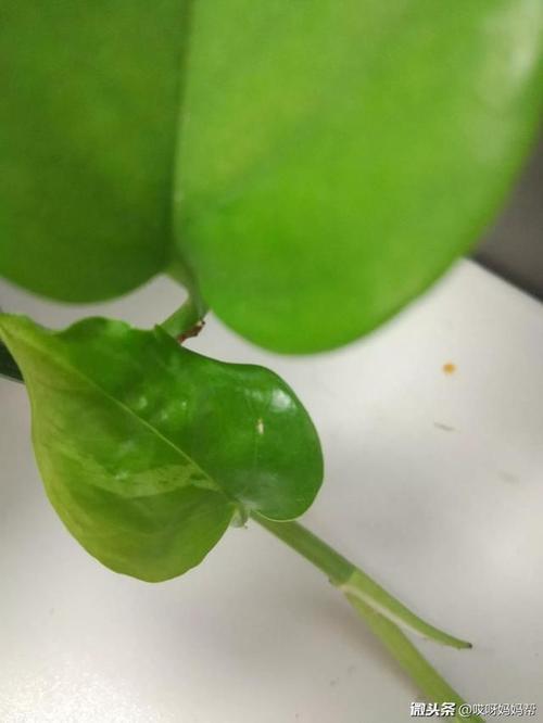 一片树叶在水中多久腐烂