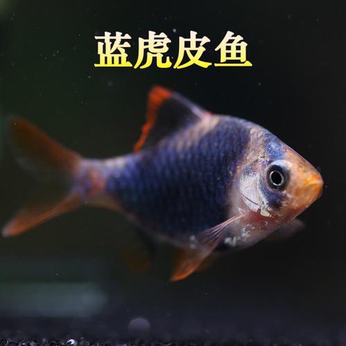 虎皮鱼25cm的方缸可以养多少只
