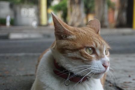 路上捡的小猫可以养吗