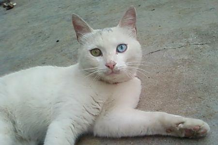 白毛带点灰毛的猫是什么品种