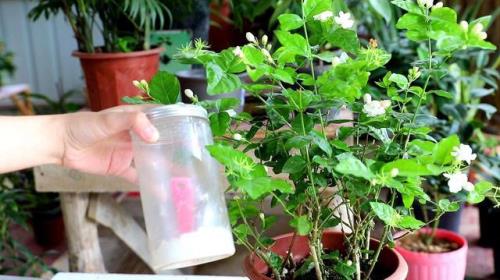 北方地区茉莉花几月发新芽