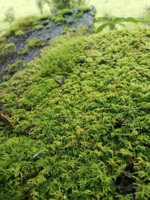 苔藓虫能吃吗