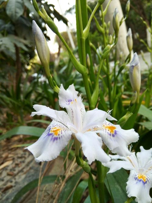 扁竹兰啥时候种植