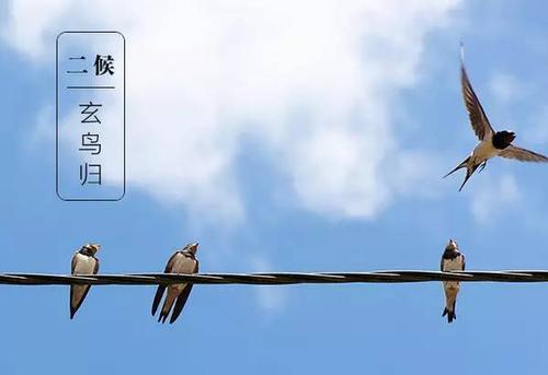 玄鸟怎么喂养