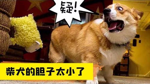 他满屋子的跑中的满什么意思
